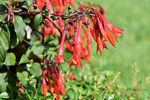 Fuchsien im Pflanzkübel