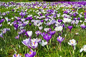 Krokusse im Pflanzkübel