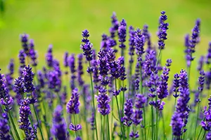 Lavendel im Pflanzkübel