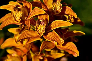 Orchideen im Pflanzkübel