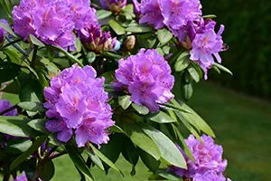 Rhododendron im Pflanzkübel