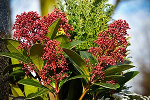 Skimmia Rubella im Pflanzkübel