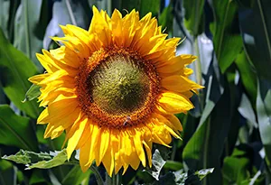 Sonnenblumen im Hochbeet