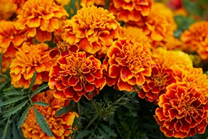 Tagetes im Pflanzkübel