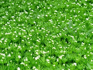 Waldmeister im Pflanzkübel