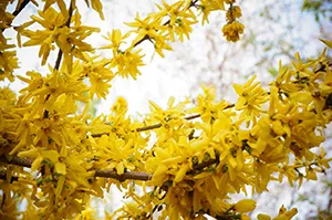 Winterjasmin im Pflanzkübel